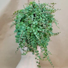 Peperomia Prostrata - String of Turtles | 4" Potted Houseplant | Rare Succulent