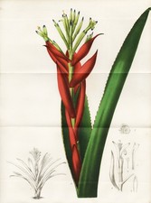 Billbergia pallescens Bromeliaceae Brasil Botany botany lithograph Morren