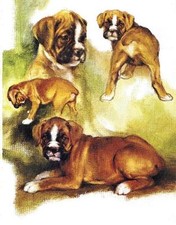 Boxer Pups #2 - CUSTOM MATTED - Vintage Dog Art Print - Poortvliet