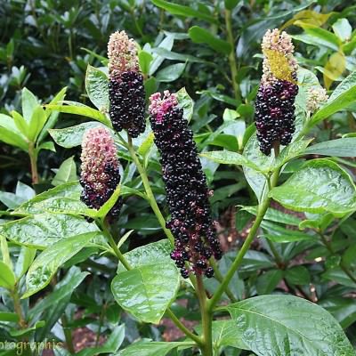 AMERICAN POKEWEED Phytolacca Americana 25,50 SEEDS