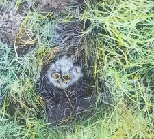 Meadowlarks, 2-Days Old In Nest, c1920's, Magic Lantern Glass Slide