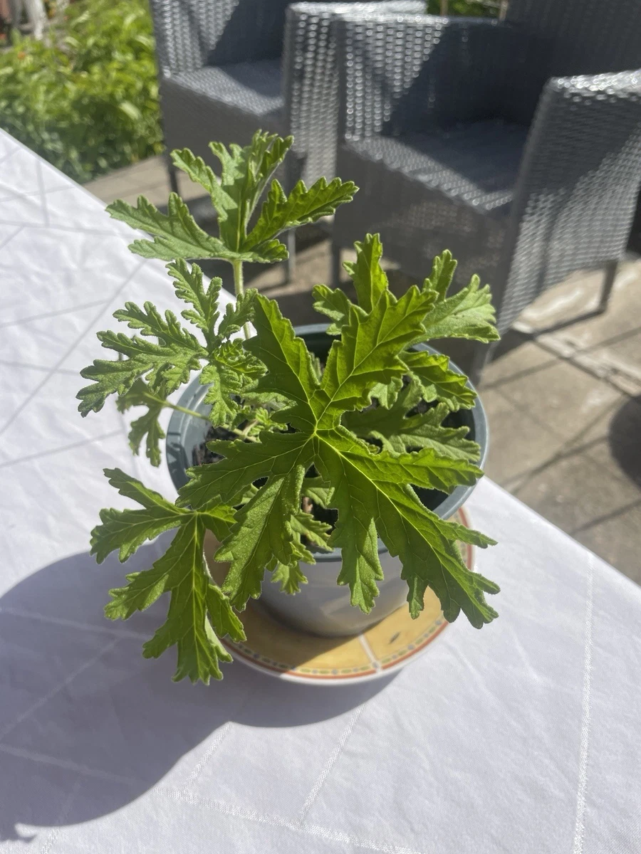 Zitronengeranie online kaufen | eBay.de