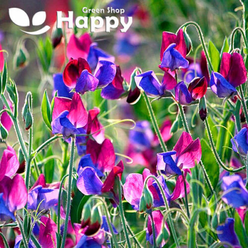 CLIMBING FLOWERS - Vines - Thunbergia Morning Glory Sweet Pea - Flower seeds - Picture 94 of 121