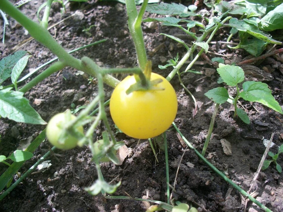 RELIQUIA DE TOMATE CEREZA BLANCA 10 SEMILLAS Foto 2 de 3