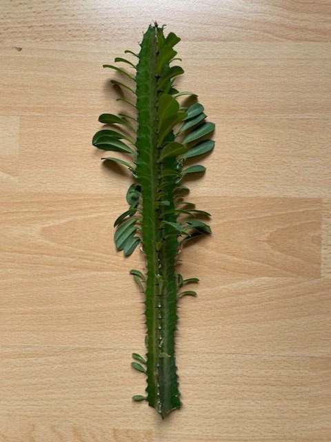 kentia palme kaufen berlin Kentia Palme Ø:24 H:170 cm main image 0