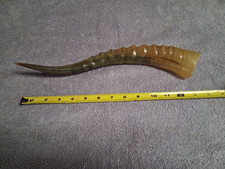 Kosher Shofar Horn 14" Polished