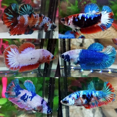 live betta fish ebay