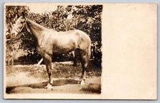 Postcard RPPC Brown Horse 63C