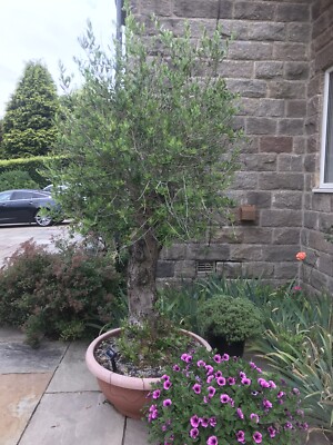 Y.S. OLIVE TREES PARADISE 4/4 ビンテージ【整備品】 安い 通販ホビー・楽器・アート - Y.S. OLIVE TREES PARADISE 4/4