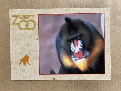 Postcard Milwaukee WI Wisconsin County Zoo Mandrill Monkey Vintage Animal PC