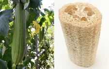 LUFFA GOURD SEEDS 50 LOOFAH SPONGE garden DISHCLOTH gourd