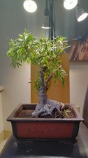 Ficus Nerifolia or Willow Leaf Ficus bonsai thick Beautiful Trunck