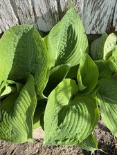 Hosta Humpback Whale Well Rooted Perennial Large Garden Split Bare Root Ship