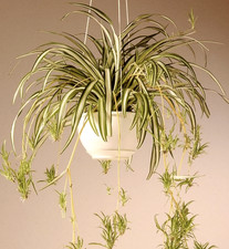 Beautiful Indoor Baby Spider Plant Chlorophytum Variegated x 1 Spiderette