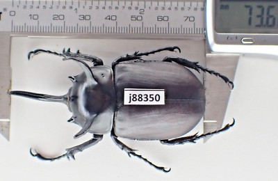 j88350. Insects, Dynastidae: Eupatorus siamensis sp. Vietnam