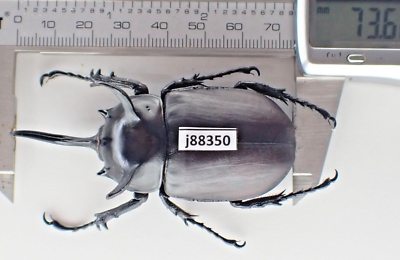 j88350. Insects, Dynastidae: Eupatorus siamensis sp. Vietnam