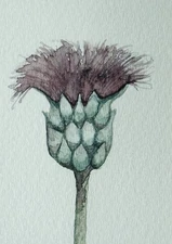 ACEO Original, Wildflower Nature Floral, Mini Watercolor Painting by B.Gauthier