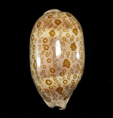 SEASHELL -Cypraea argus- BIG 92.6MM, GOOD PATTERN, THICK, VIETNAM