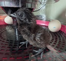 Ayam Cemani Hatching Eggs 4 