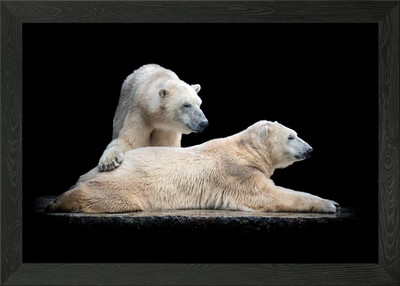 Zwei Eisbären gerahmtes Wandbild Poster Leinwanddruck Bild