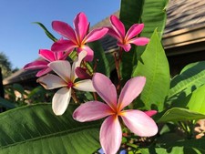 'Teresa Wilder'  9" to 12" Plumeria cuttings - Fresh cut  ready to plant
