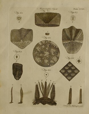 1797 ORIGINALDRUCK MIKROSKOPISCHE OBJEKTE VERSCHIEDENE BEISPIELE
