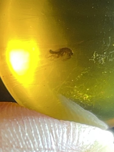 Genuine Burmite Burmese Amber Fossil Unknown Bug. 99+ Millions Years Old Mystery - Picture 8 of 10