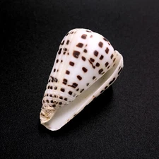 Ivory Cone Sea Shell Conus Eburneus Natural White and Brown Spotted Sea Shell