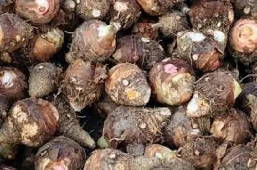 TARO PURPLE GUPPY SEEDS Hawaiian Elephant Ear Plant Taro Bulb Colocasiaesculenta