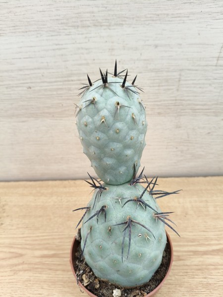 9463  TEPHROCACTUS Geometricus 'Z4' vaso de 8,0cm . En sus raices.#26