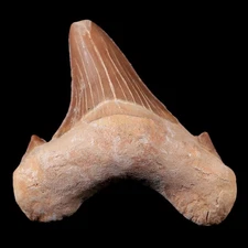 2.2" Otodus Obliquus Shark Fossil Tooth Specimen Oued Zem Morocco COA