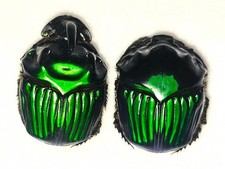 Phanaeus for collectors | Horned Rhinoceros Dung Beetles