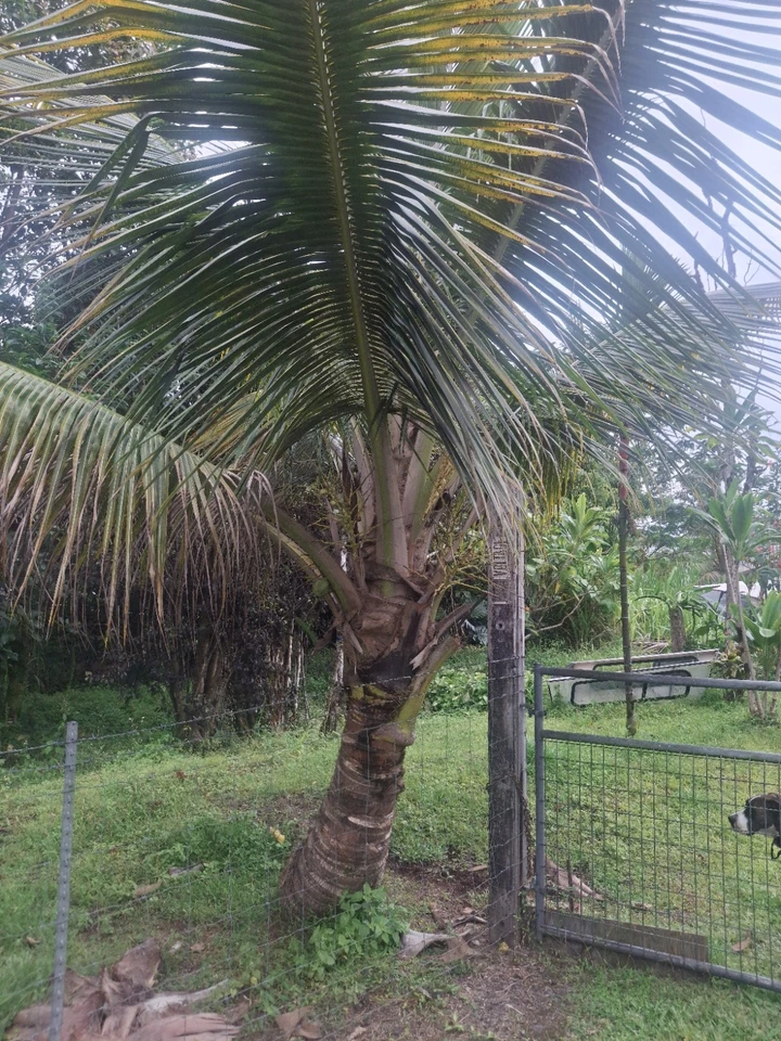 🌴 Hybrid Coconut Palm – Samoan Dwarf × Tall Variety – Live Sprouted Coconut 🌴 - Image 2 of 3