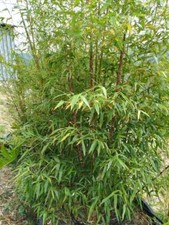Pianta Bambù Gigante MADAKE Phyllostachys bambusoides bamboo da rizoma 100cm
