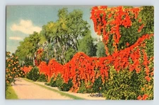 Postcard Florida Flame Vine Boom Plant 1940s Unposted Linen