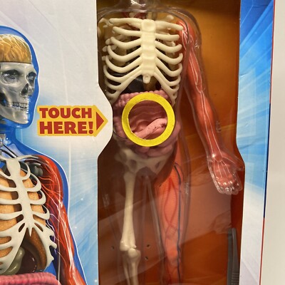 Squishy Human Body Set | eBay