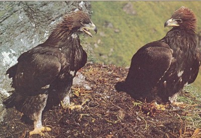 Postcard Close Up Study Golden Eagles Scotland My Ref QK
