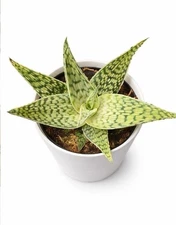 Aloe Decorative Succulent Live Plant in White Modern Pot –living Plant 4"pot