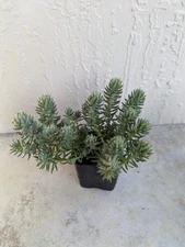 Stonecrop Sedum 'Blue Spruce'  2 inch Overgrown Rooted Pot
