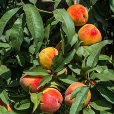 Sweet Peach Tree Live Plant, Well-Rooted Fruit Tree, 6-13 Inch