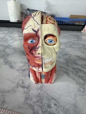 4D Vision Human Head Anatomy Model Skull Fame Master Medical Teaching Brain