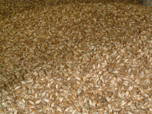 Espelta orgánica suelta 5 kg para material de relleno de almohada - Imagen 2 de 2