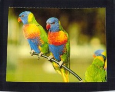 F0265 Australia Birds Rainbow Lorikeets TV Trueview postcard