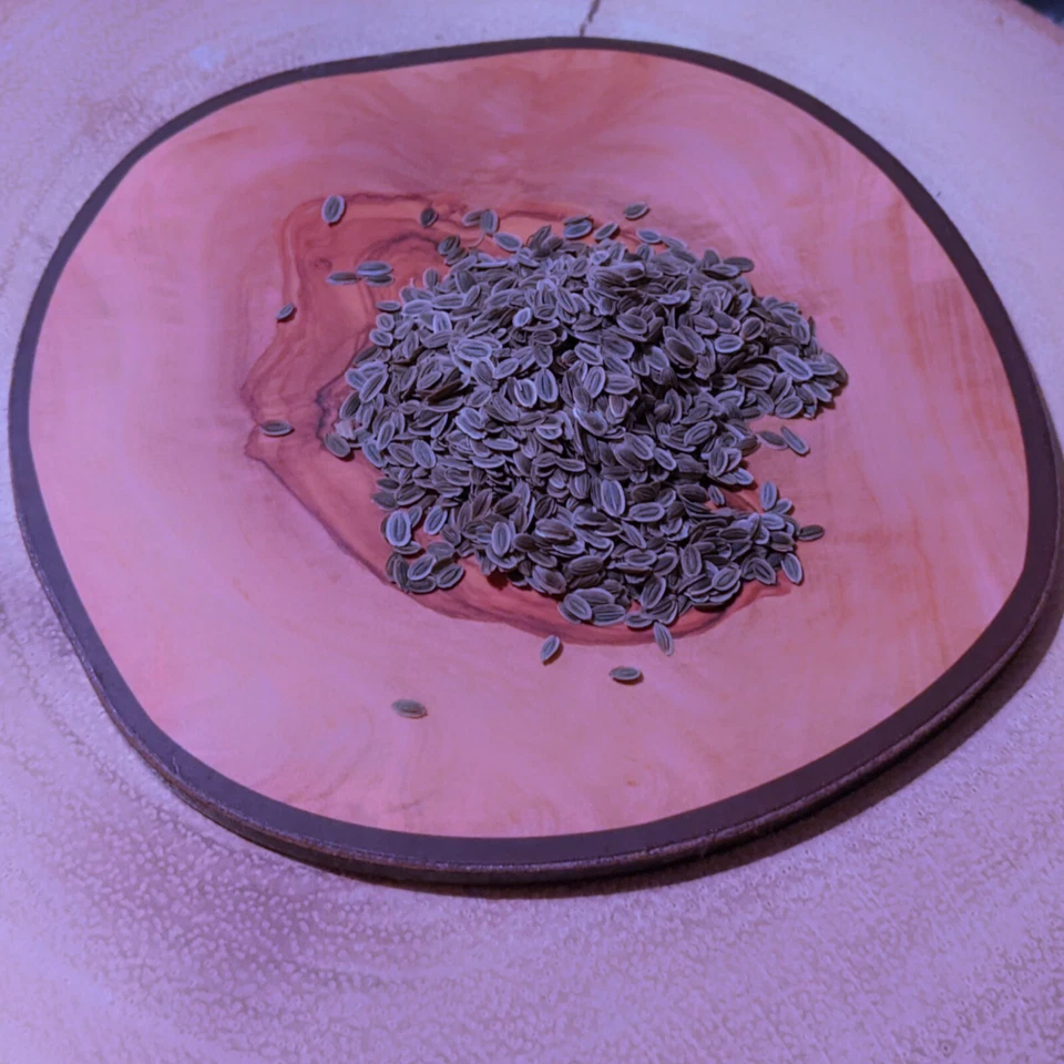 Anethum graveolens 'Diana' (Herb Dill) 125 to 2,500 ORGANIC Seeds | Garden Plant - Image 3 of 3