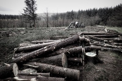 Foto 6x4 Jüngste Fällungen, Gisburn Forest Tosside c2017