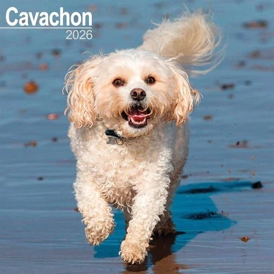 AVONSIDE PUBLISHING LTD Cavachon Calendar 2026 - Dogs - Month To View