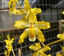 Odontoglossum (Odm. Tribbles x Oda. Avranches) (Oncidium Wager)  