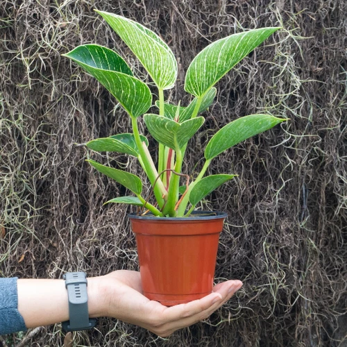 Variegated Philodendron 'Birkin' 4" Pot Indoor & Outdoor Live House plants