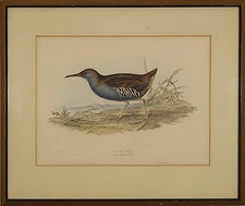 John Gould  & H.C Richter Original Lithograph Rallus Aquaticus