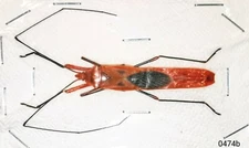 Hemiptera Lohita grandis 30mm+ A1 MorF from THAILAND - #0474 